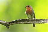 European Robin